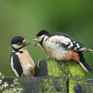 Redwell   June   2016 (371 Of 659).jpg